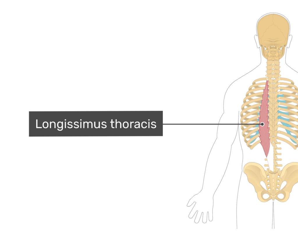How To Strengthen Longissimus Thoracis