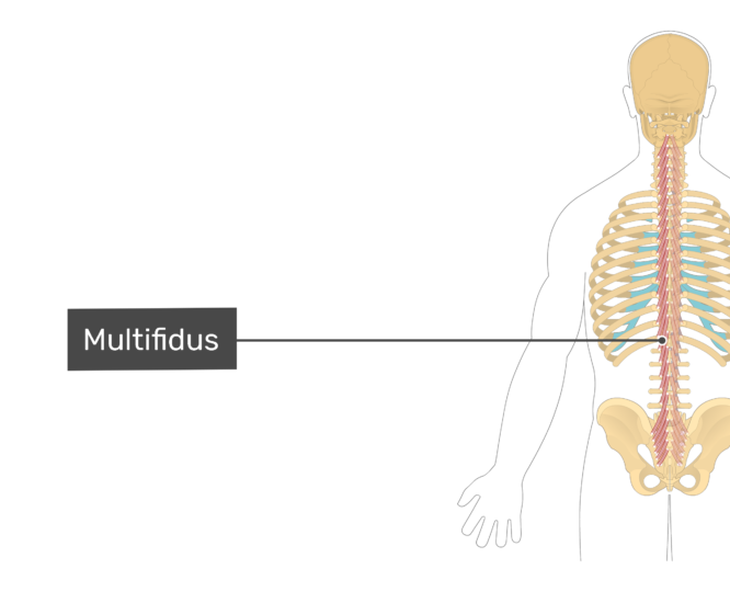 Multifidus Muscle