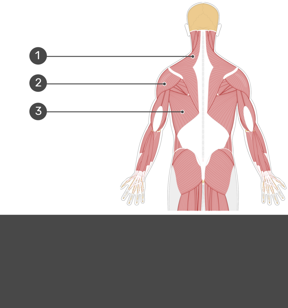 Quadratus Lumborum Muscle Getbodysmart Quadratus Lumborum Muscle Getbodysmart