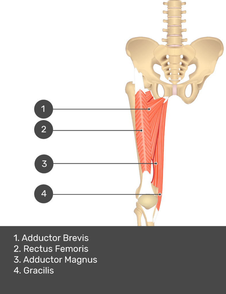 A quiz image of the anterior view of the thigh, pelvis and lower section of the vertebral column. The muscles of the anterior thigh are numbered 1 to 4. The answers revealed at the bottom are as follows 1. Adductor Brevis 2. Rectus Femoris 3. Adductor Magnus 4. Gracilis.