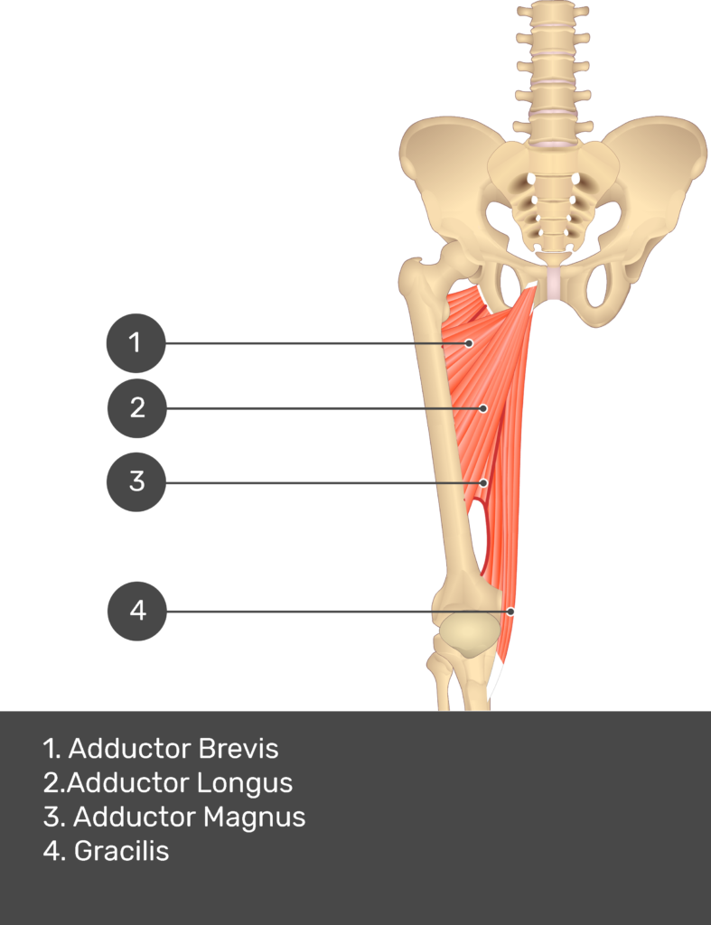 A quiz image of the anterior view of the thigh, pelvis and lower section of the vertebral column. The muscles of the anterior thigh are numbered 1 to 9. The answers revealed at the bottom are as follows 1. Adductor Brevis 2. Adductor Longus 3. Adductor Magnus 4. Gracilis.