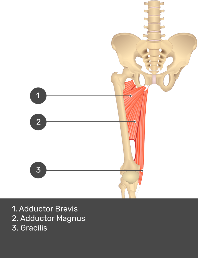A quiz image of the anterior view of the thigh, pelvis and lower section of the vertebral column. The muscles of the anterior thigh are numbered 1 to 3. The answers revealed at the bottom are as follows 1. Adductor Longus 2. Adductor Magnus 3. Gracilis.
