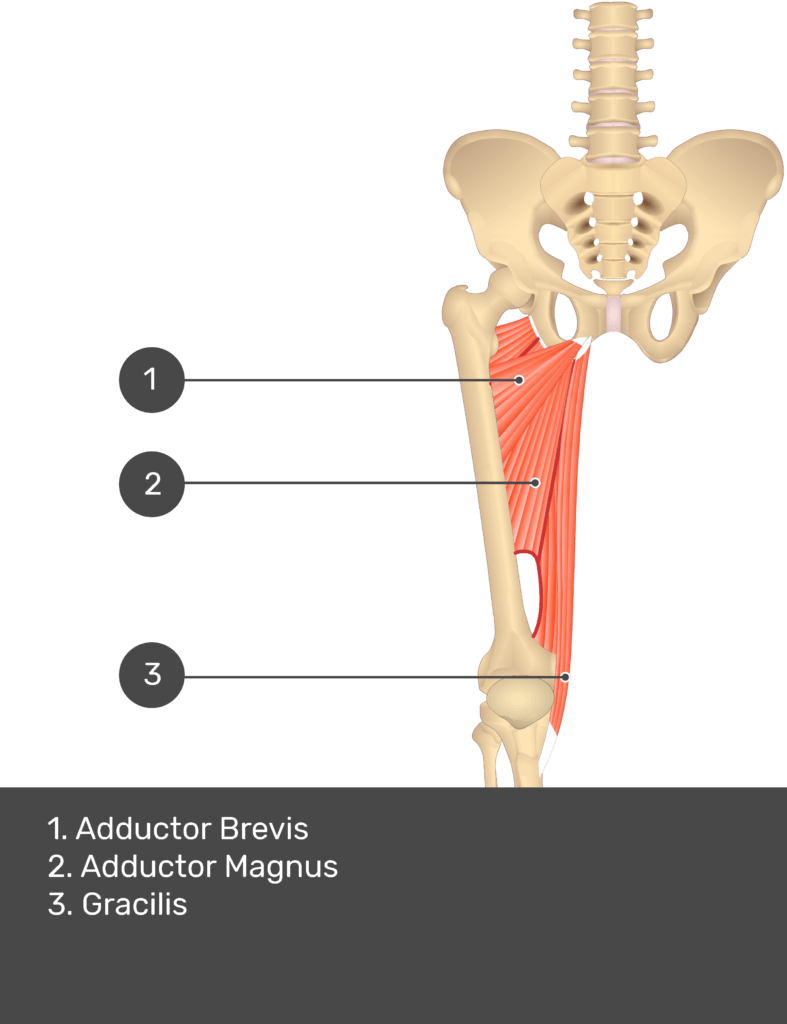 A quiz image of the anterior view of the thigh, pelvis and lower section of the vertebral column. The muscles of the anterior thigh are numbered 1 to 4. The answers revealed at the bottom are as follows 1. Adductor Brevis 2. Adductor Magnus 3. Gracilis.