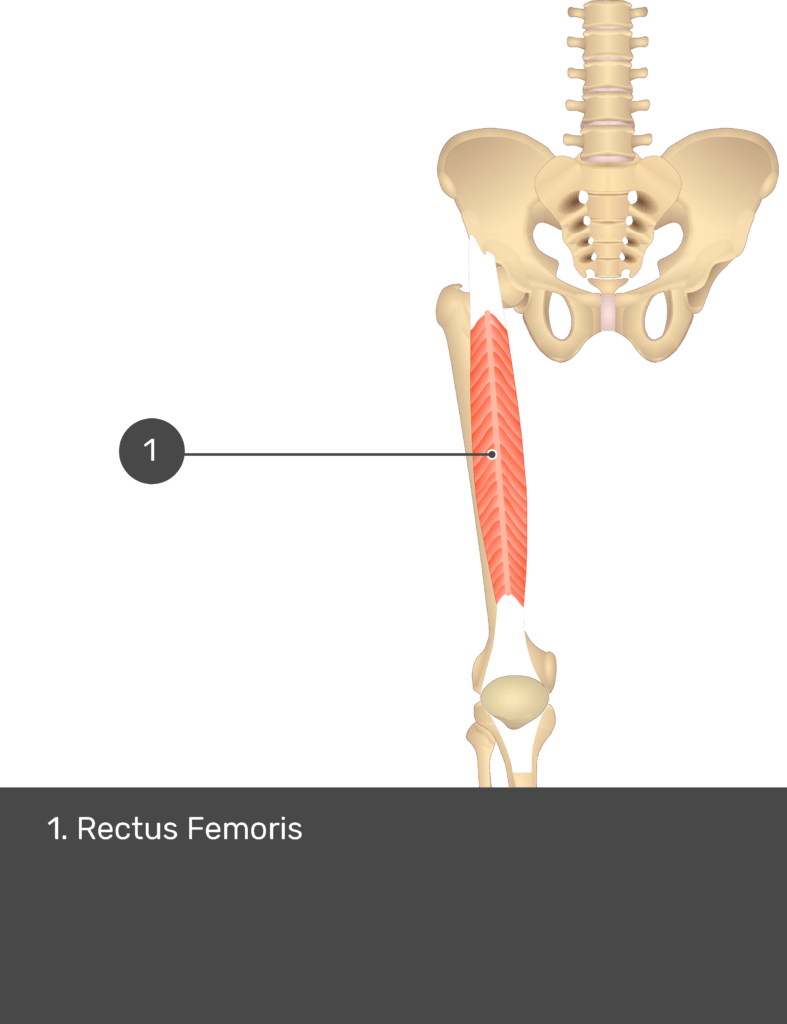 A quiz image of the anterior view of the thigh, pelvis and lower section of the vertebral column. The only muscle labelled 1 is Rectus Femoris.