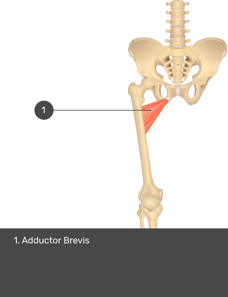 A quiz image of the anterior view of the thigh, pelvis and lower section of the vertebral column. The only muscle labelled 1 is Adductor Brevis.