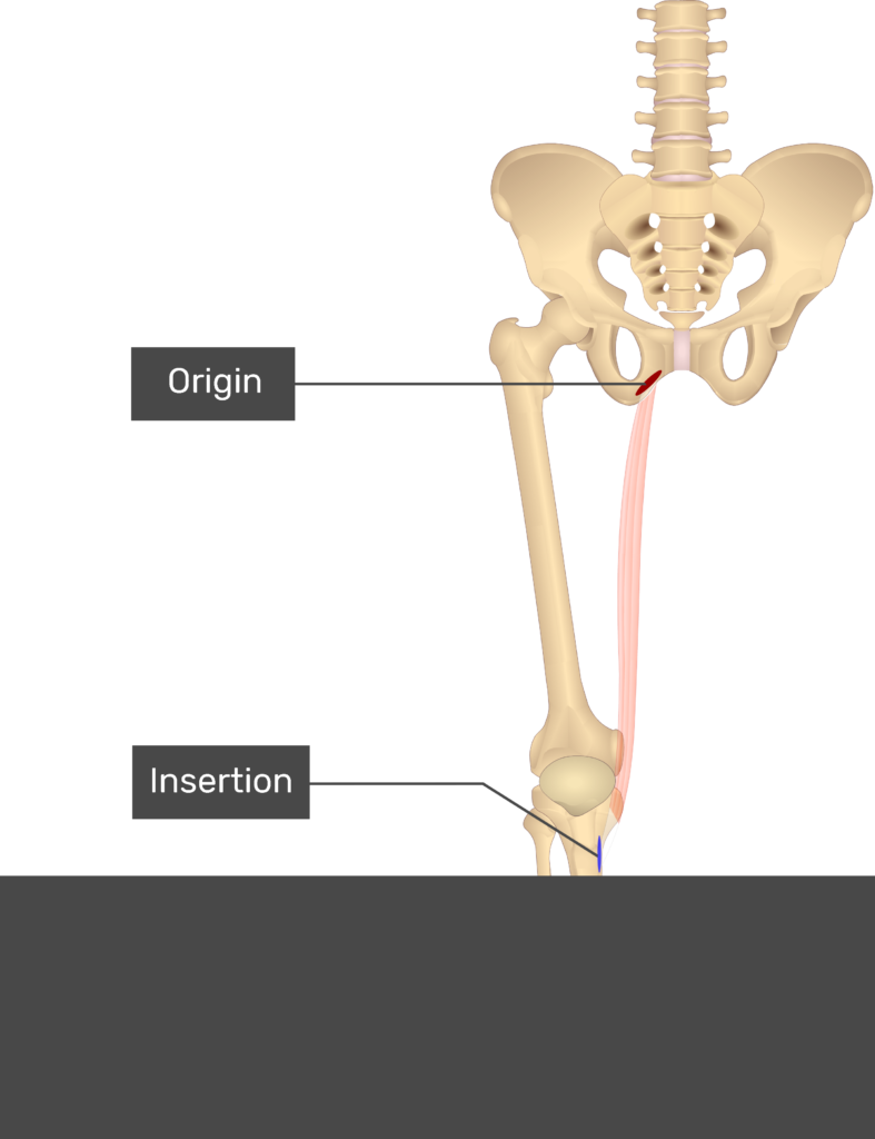 Sartorius Origin And Insertion