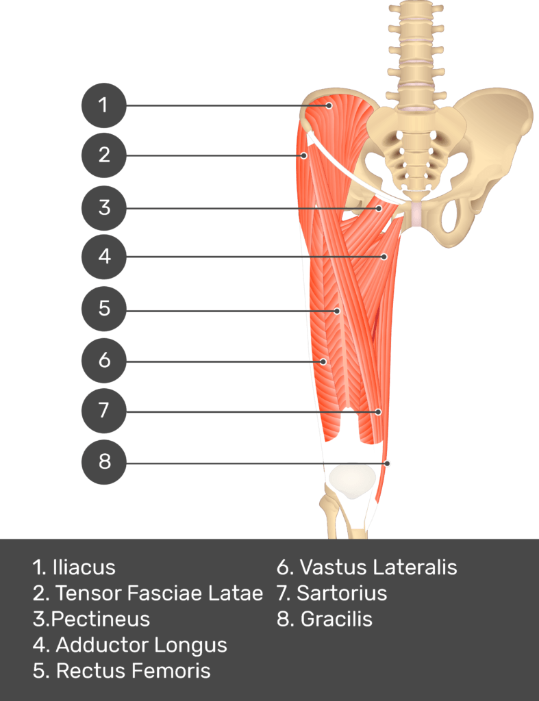 A quiz image of the anterior view of the thigh, pelvis and lower section of the vertebral column. The muscles of the anterior thigh are numbered 1 to 8. The answers revealed at the bottom are as follows 1. Iliacus 2. Tensor Fasciae Latae 3. Pectineus 4. Adductor Longus 5. Rectus Femoris 6. Vastus Lateralis 7. Sartorius 8. Gracilis.