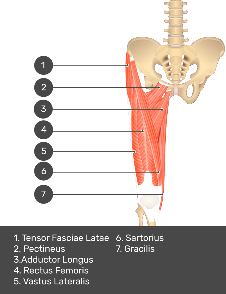 Gracilis muscle - Origin, insertion and actions | GetBodySmart