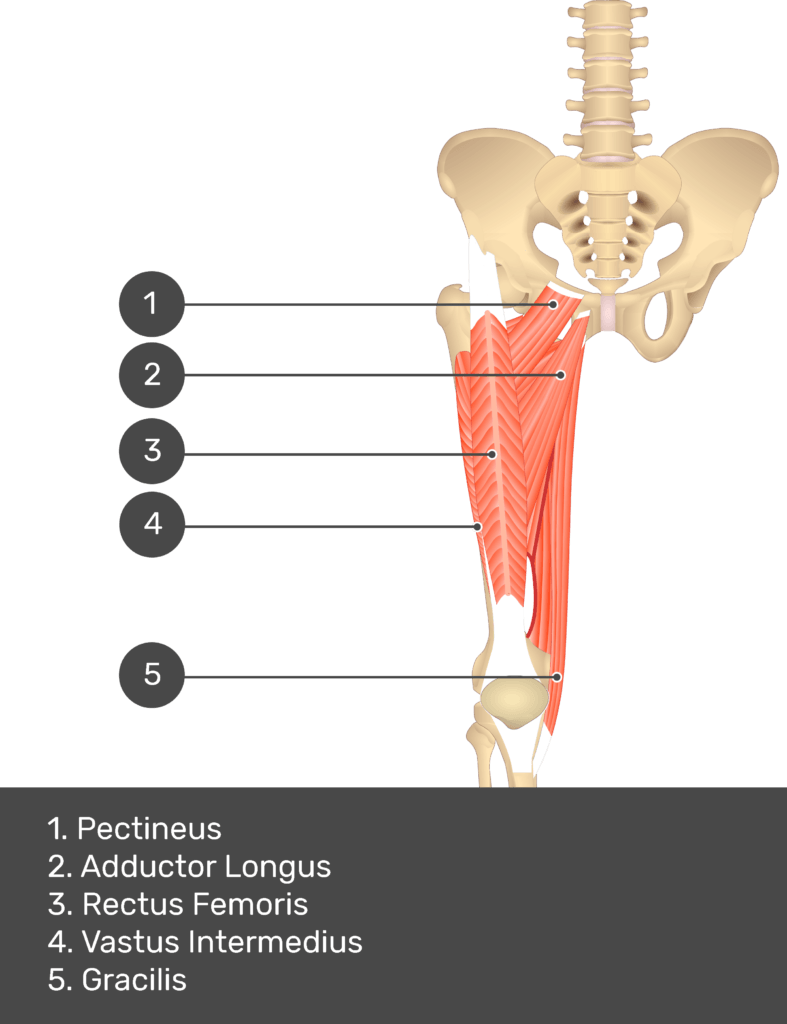 A quiz image of the anterior view of the thigh, pelvis and lower section of the vertebral column. The muscles of the anterior thigh are numbered 1 to 5. The answers revealed at the bottom are as follows 1. Pectineus 2. Adductor Longus 3. Rectus Femoris 4. Vastus Intermedius 5. Gracilis.