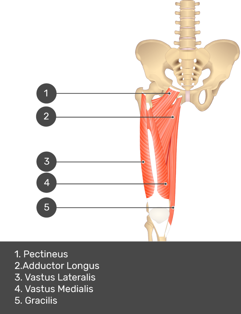 A quiz image of the anterior view of the thigh, pelvis and lower section of the vertebral column. The muscles of the anterior thigh are numbered 1 to 9. The answers revealed at the bottom are as follows 1. Pectineus 2. Adductor Longus 3. Vastus Lateralis 4. Vastus Medialis 5. Gracilis.