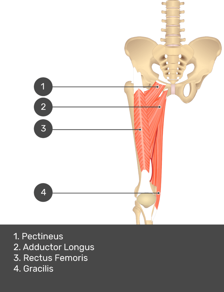 A quiz image of the anterior view of the thigh, pelvis and lower section of the vertebral column. The muscles of the anterior thigh are numbered 1 to 4. The answers revealed at the bottom are as follows 1. Pectineus 2. Adductor Longus 3. Rectus Femoris 4. Gracilis.