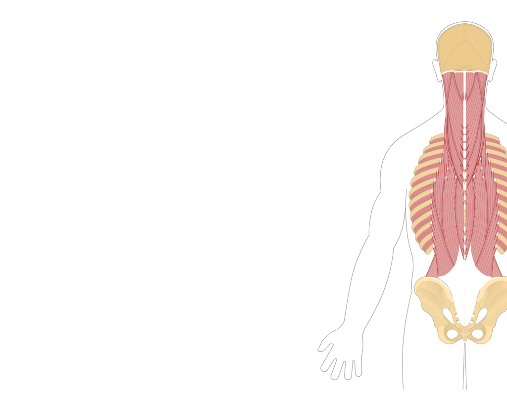 Quadratus Lumborum Muscle Getbodysmart Quadratus Lumborum Muscle Getbodysmart
