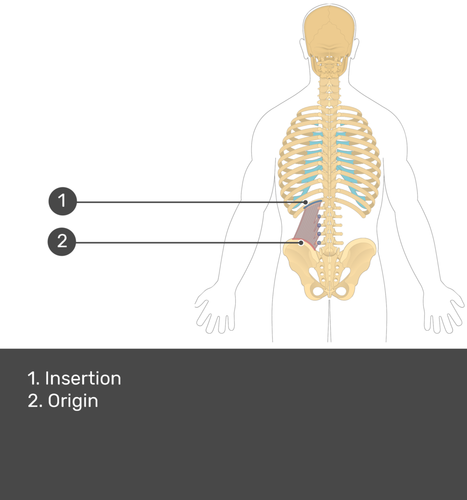 Quadratus Lumborum Muscle Getbodysmart Quadratus Lumborum Muscle Getbodysmart