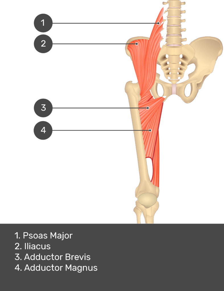 A quiz image of the anterior view of the thigh, pelvis and lower section of the vertebral column. The muscles of the anterior thigh are numbered 1 to 4. The answers revealed at the bottom are as follows 1. Psoas Major 2. Iliacus 3. Adductor Brevis 4. Adductor Magnus.