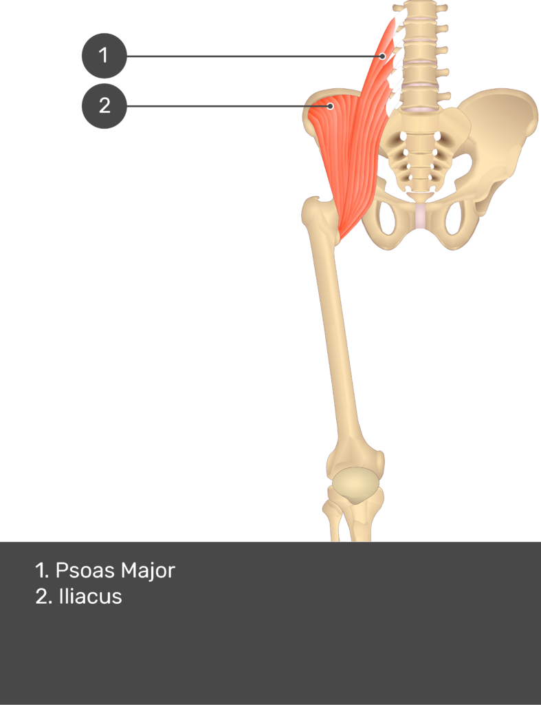 A quiz image of the anterior view of the thigh, pelvis and lower section of the vertebral column. The muscles of the anterior thigh are numbered 1 to 2. The answers revealed at the bottom are as follows 1. Psoas Major 2. Iliacus.