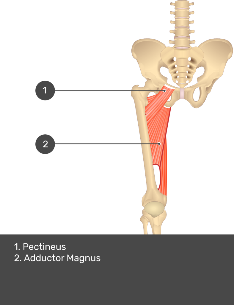 Pectineus Origin And Insertion
