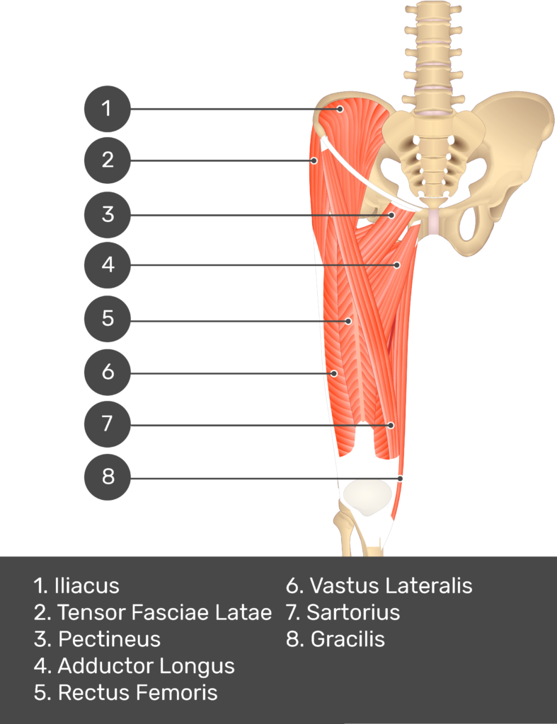 Pectineus Origin And Insertion