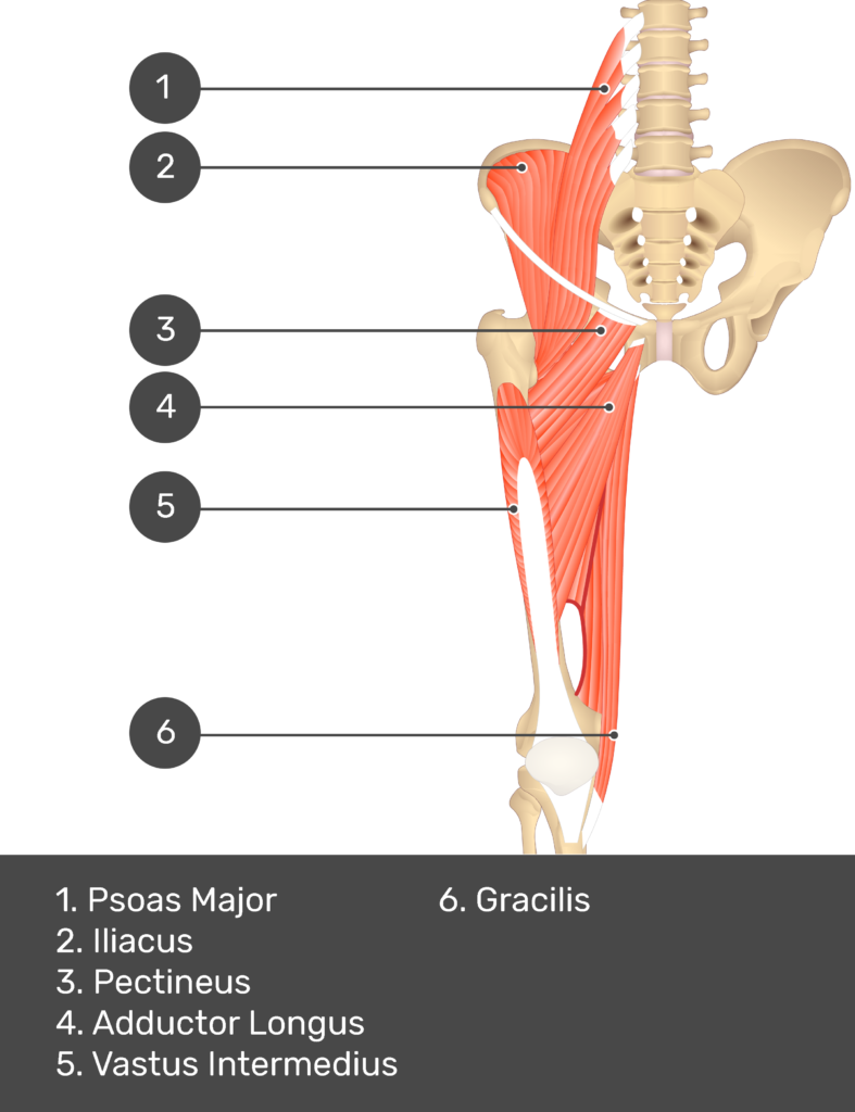 A quiz image of the anterior view of the thigh, pelvis and lower section of the vertebral column. The muscles of the anterior thigh are numbered 1 to 6. The answers revealed at the bottom are as follows 1. Psoas Major 2. Iliacus 3. Pectineus 4. Adductor Longus 5. Vastus Intermedius 6. Gracilis.