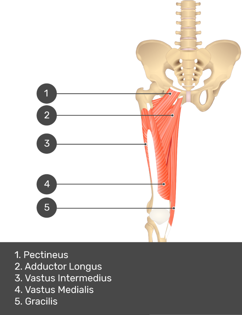 A quiz image of the anterior view of the thigh, pelvis and lower section of the vertebral column. The muscles of the anterior thigh are numbered 1 to 5. The answers revealed at the bottom are as follows 1. Pectineus 2. Adductor Longus 3. Vastus Intermedius 4. Vastus Medialis 5. Gracilis.