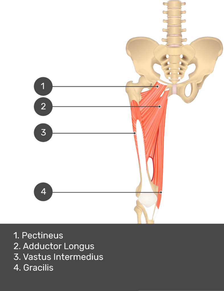 Pectineus Muscles