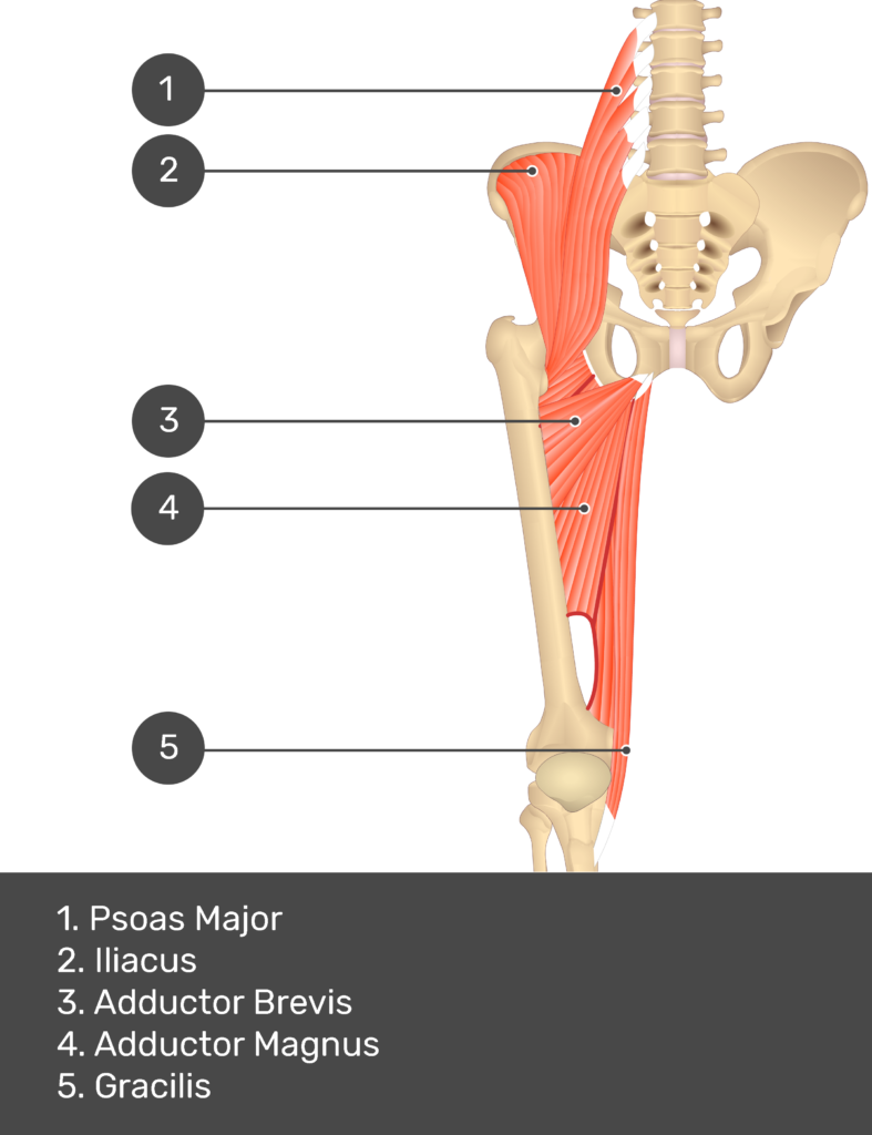 A quiz image of the anterior view of the thigh, pelvis and lower section of the vertebral column. The muscles of the anterior thigh are numbered 1 to 5. The answers revealed at the bottom are as follows 1. Psoas Major 2. Iliacus 3. Adductor Brevis 4. Adductor Magnus 5. Gracilis.