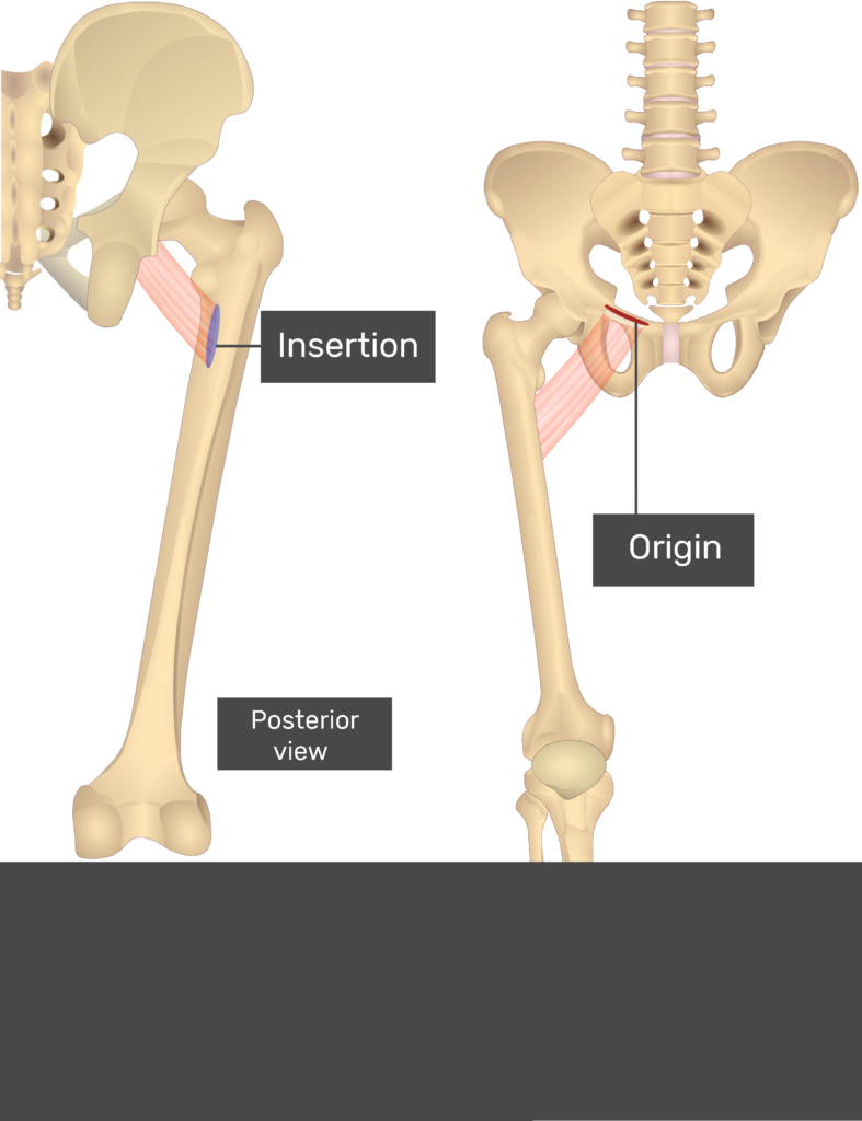 Pectineal Line Of Pubis
