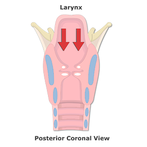 Two pairs of soft tissue folds with arrows animated