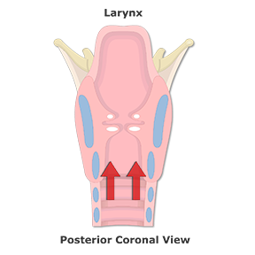 Two pairs of soft tissue folds with arrows animated
