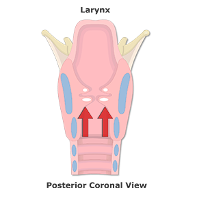 Two pairs of soft tissue folds with arrows animated
