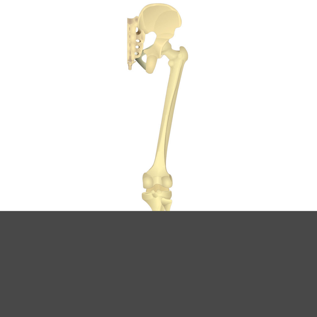 Test yourself image 16, posterior view of skeleton of thigh and gluteal region.