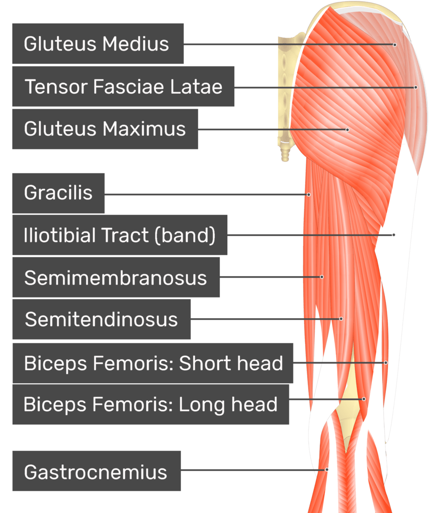 Piriformis Muscle Origin And Insertion
