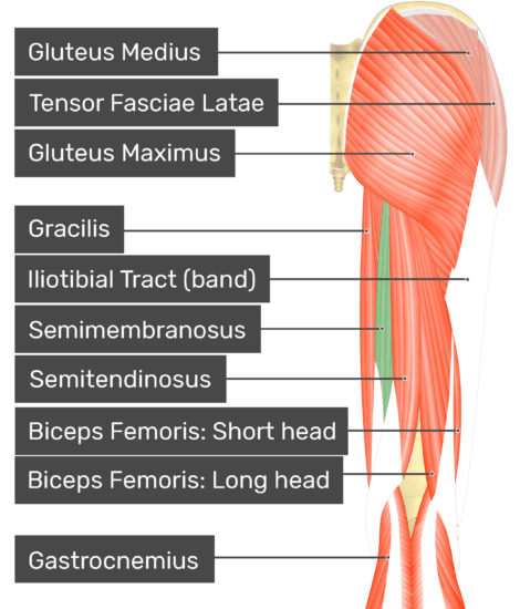 Semimembranosus - Attachments, Actions & Innervation