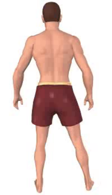 Second image in animation of adduction of thigh