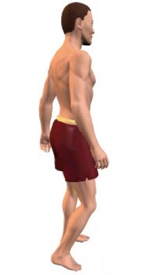 Second image in animation of flexion of the leg at the knee joint.