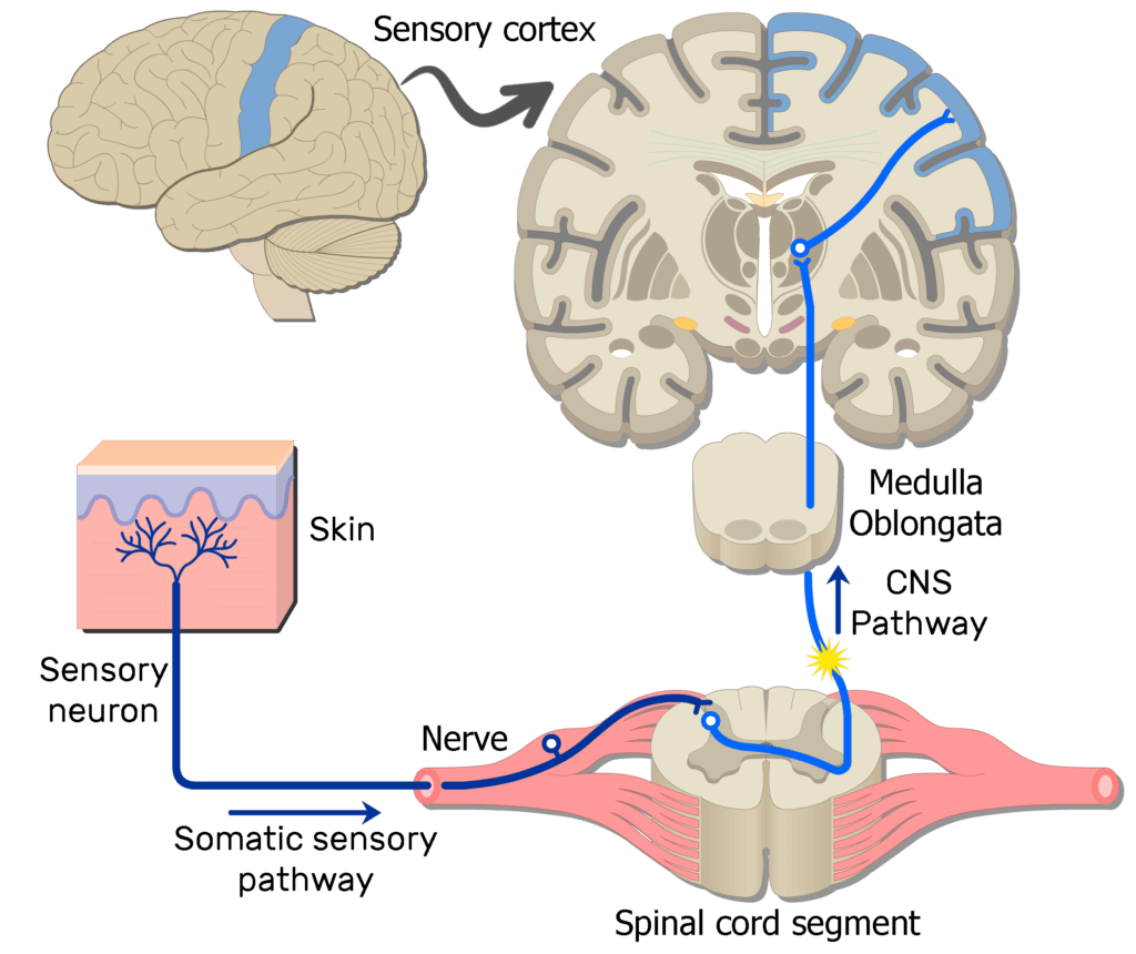 An image showing the action potential moving through the second and third sensory neurons of the somatic nervous system pathway