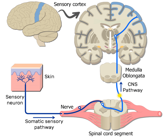 somatic nervous system examples