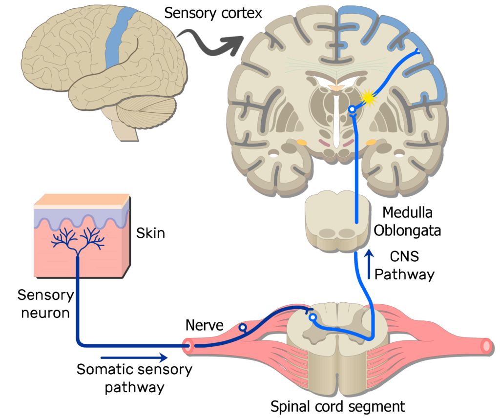 An image showing the action potential moving through the second and third sensory neurons of the somatic nervous system pathway