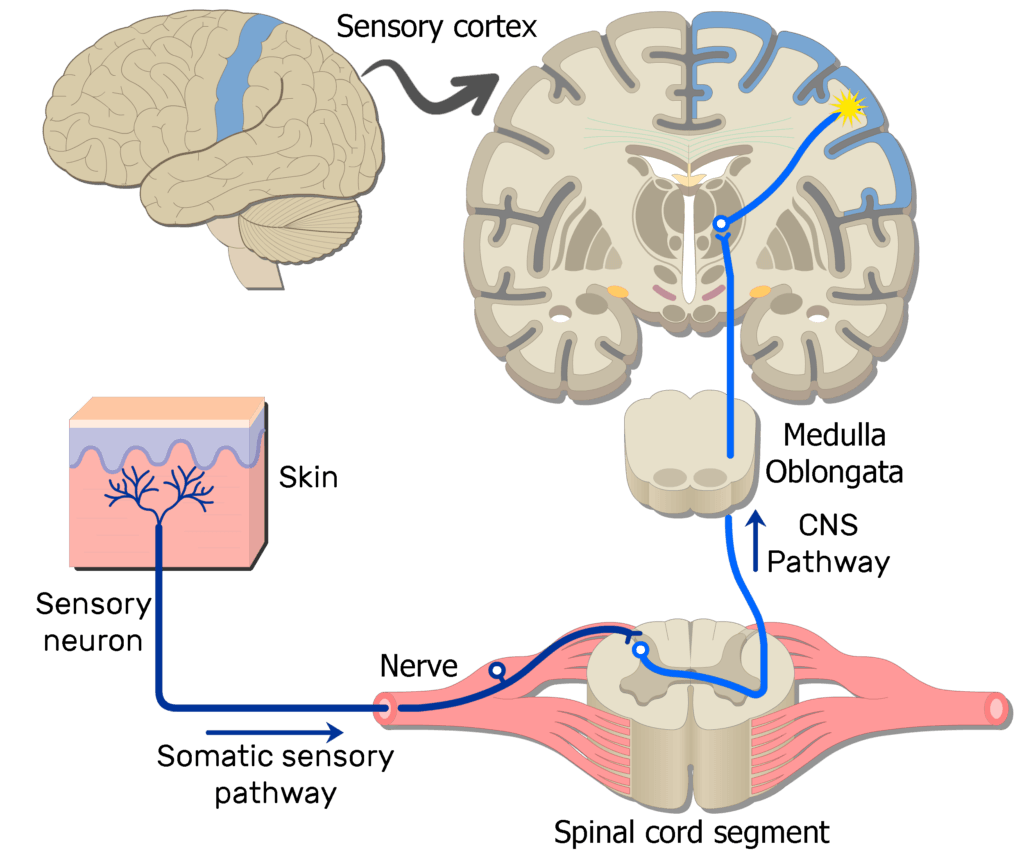 An image showing the action potential moving through the second and third sensory neurons of the somatic nervous system pathway