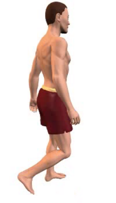 Fourth image in animation of flexion of the leg at the knee joint.