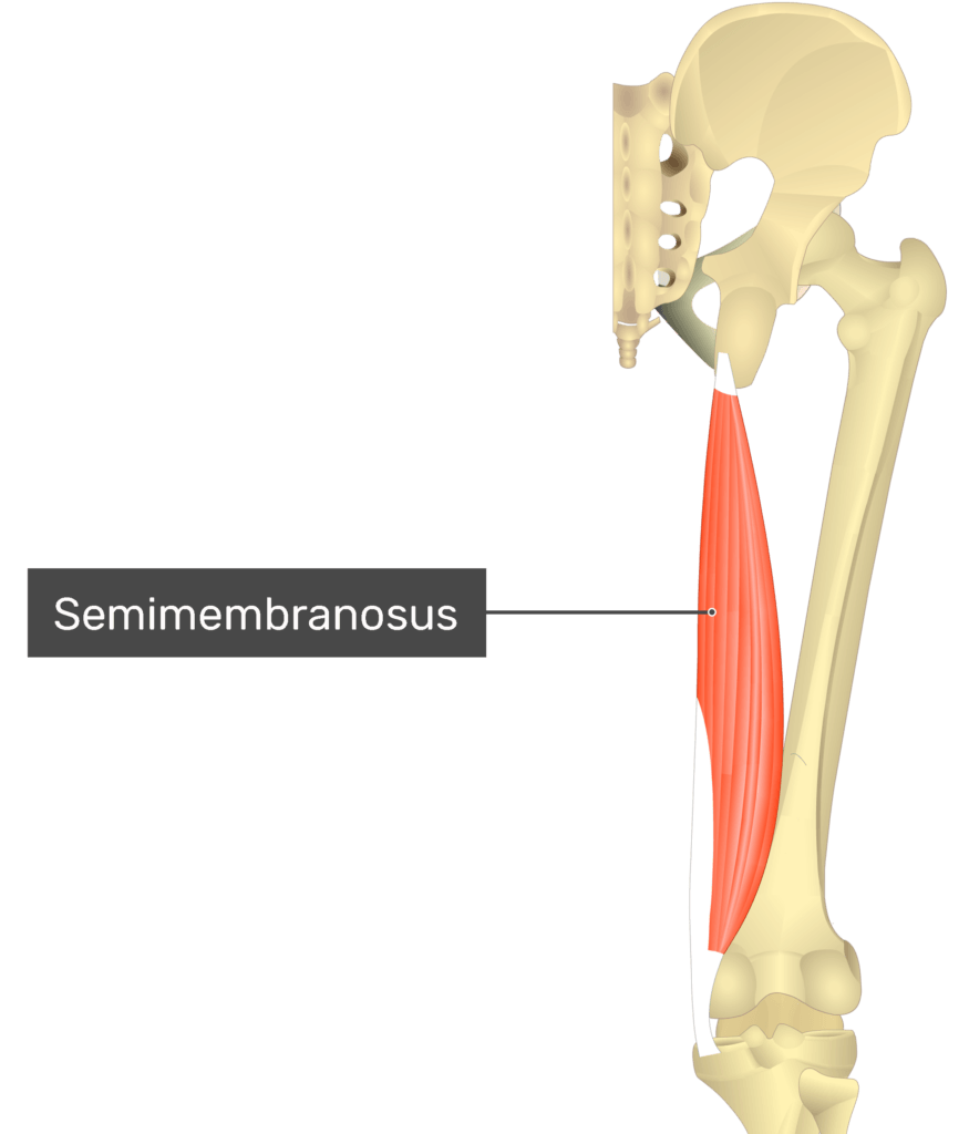 Semitendinosus мышца. Semimembranosus мышца semimembranosus. Semimembranosus. Semimembranosus. Semimembranosus bursa knee.