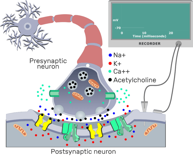 Summary of cholinergic synaptic events GetBodySmart