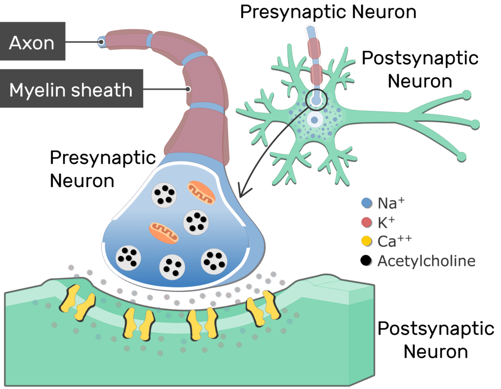 What Is Acetylcholine Definition