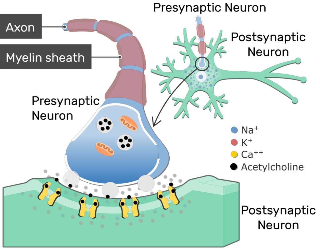 Neurotransmitter Release At Cholinergic Synapses GetBodySmart