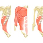 Anterior view of the thorax and abdomen showing the muscles that act on the abdomen (external and internal obliques, rectus abdominus and transverse abdominis)