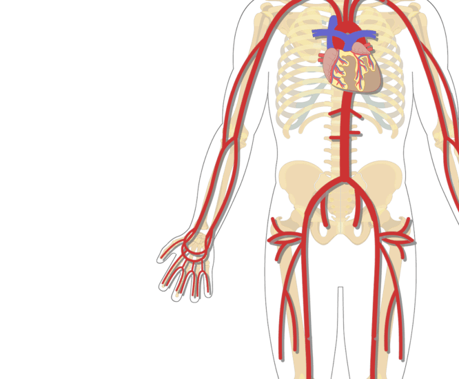 Major Systemic Arteries