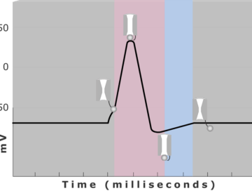An image showing a diagram of action potential measured (mv) through time
