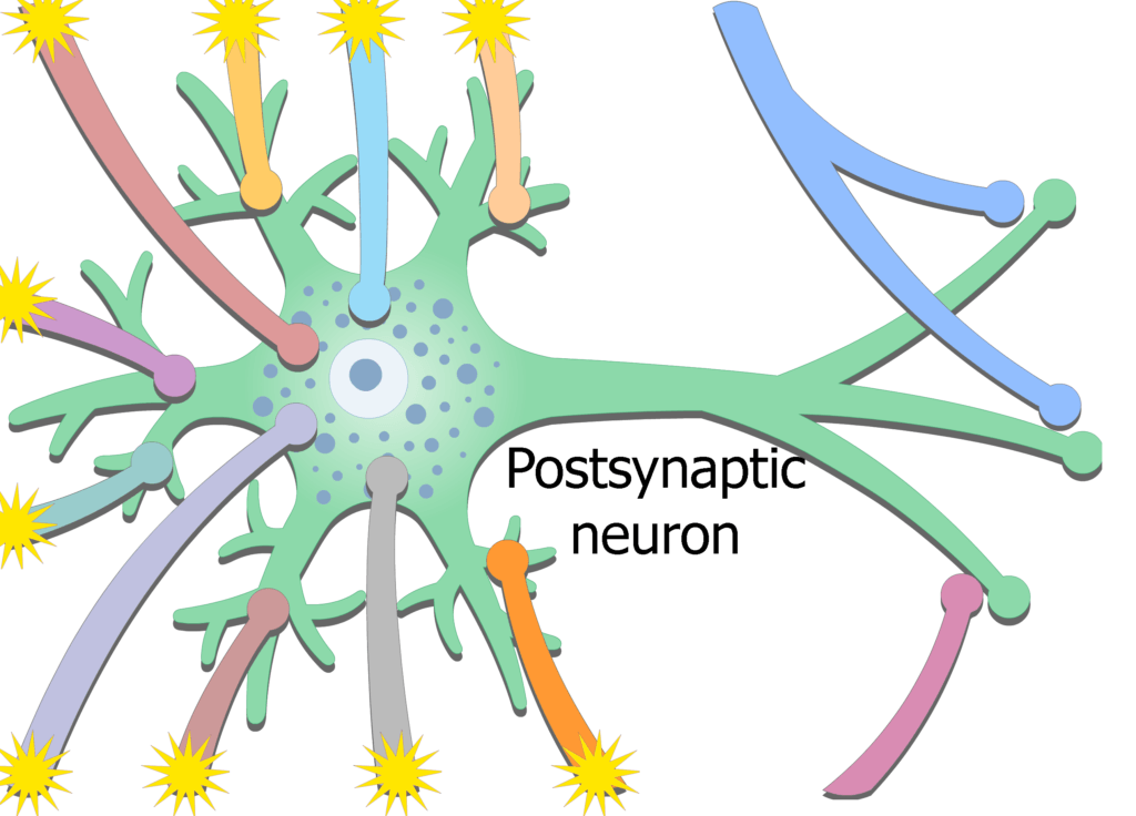 An image showing the exciting potential coming from presynaptic neurons then stimulating postsynaptic neuron