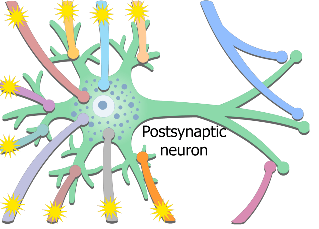 An image showing the exciting potential coming from presynaptic neurons then stimulating postsynaptic neuron