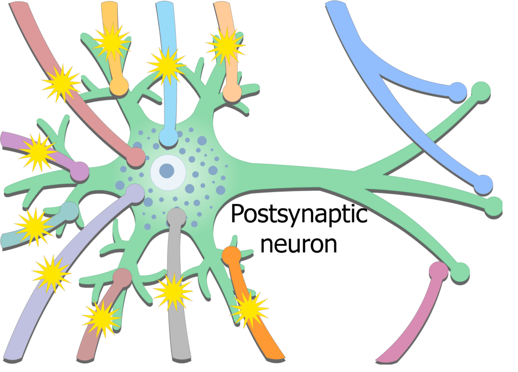 An image showing the exciting potential coming from presynaptic neurons then stimulating postsynaptic neuron