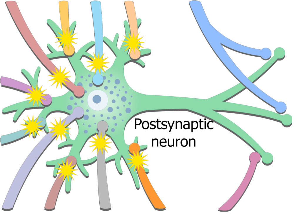 An image showing the exciting potential coming from presynaptic neurons then stimulating postsynaptic neuron